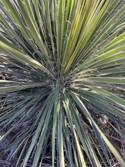 Yucca constricta