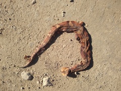 Agkistrodon laticinctus