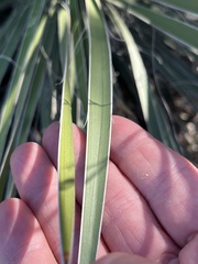 Yucca constricta