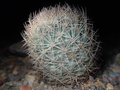 Echinomastus warnockii