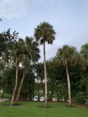 Sabal palmetto