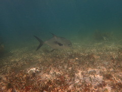 Trachinotus falcatus