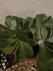 Kalanchoe