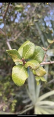 Quercus myrtifolia