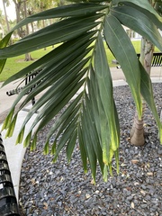 Arecoideae