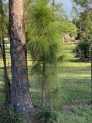 Pinus serotina