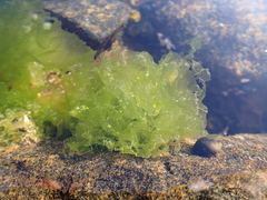 Ulva