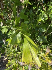 Caryota mitis