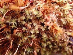 Douinia ovata