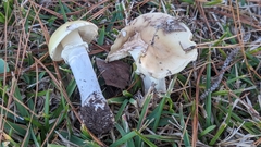 Amanita lavendula