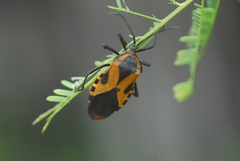 Sephina
