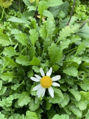 Leucanthemum