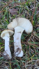 Amanita lavendula