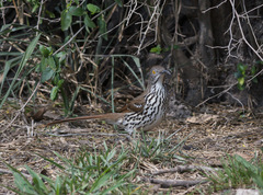 Toxostoma longirostre