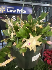 Schlumbergera