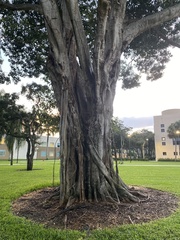 Ficus benghalensis