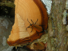 Paristemia theorini