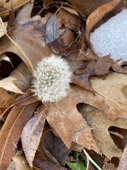 Taraxacum erythrospermum