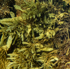 Sargassum sinclairii