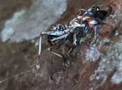 Ophiocordyceps unilateralis