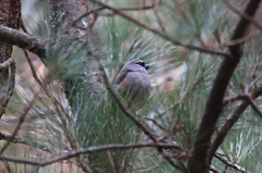 Pyrrhula owstoni