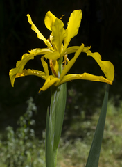 Iris xanthospuria