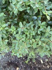 Ilex