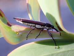Rhinotia