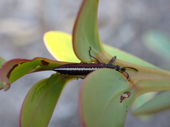 Rhinotia
