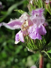 Phlomoides tuberosa