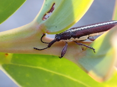 Rhinotia