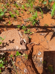 Agama aculeata distanti