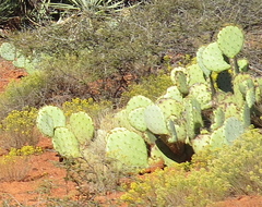 Opuntia engelmannii
