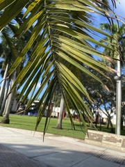 Arecaceae