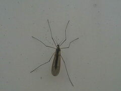 Trichocera