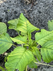 Amaranthus viridis