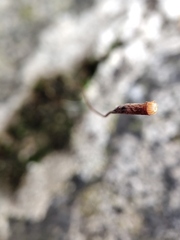 Ptychostomum