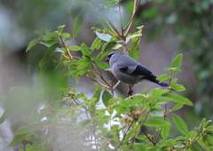 Pyrrhula owstoni
