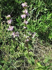 Phlomoides tuberosa