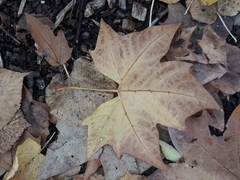 Platanus × hispanica