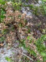 Solidagininae