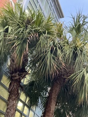 Sabal palmetto
