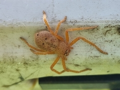 Neosparassus diana