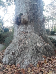 Platanus × hispanica