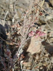 Eriogonum wrightii