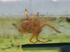 Neosparassus diana