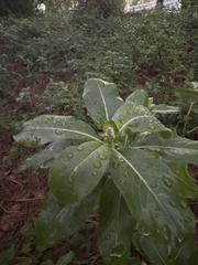Pittosporum pentandrum