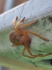 Neosparassus diana