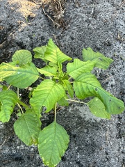 Amaranthus viridis