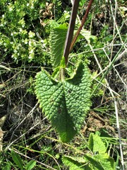 Phlomoides tuberosa
